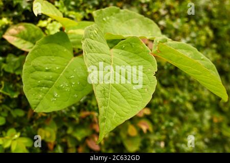 Die schnell wachsende, invasive Pflanze Japanische Knotweed oder 'Polygonum cuspidatum' oder Fallopia japonica' Stockfoto