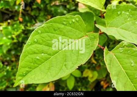 Die schnell wachsende, invasive Pflanze Japanische Knotweed oder 'Polygonum cuspidatum' oder Fallopia japonica' Stockfoto