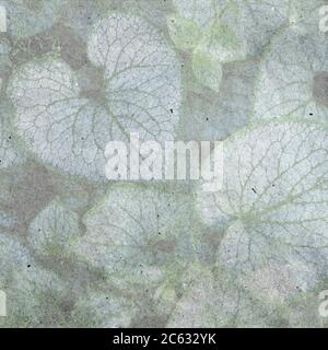 Heartleaf brunnera (Binomialname: Brunnera macrophylla), auch bekannt als sibirischer Bugloss, in einem Frühjahr. Strukturierte stilvolle alte Papier Hintergrund, Quadrat, Stockfoto