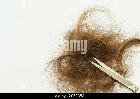 Haufen von braunen Haaren mit einer Schere nach dem Schneiden isoliert auf einem weißen Hintergrund. Keine Personen. Speicherplatz kopieren. Stockfoto