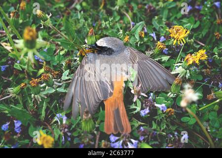 Toter Rotkehlvogel in einer bunten Blumenwiese, Österreich Stockfoto