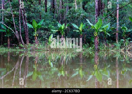 Der Blick vom See auf die gegenüberliegende Insel mit üppigen Pflanzen Stockfoto