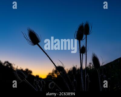 Teaseel Silhouette bei Sonnenuntergang, Utah, USA Stockfoto