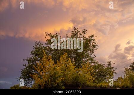 Farbenprächtiger wolkiger Himmel mit Baumschatten bei Sonnenuntergang Stockfoto