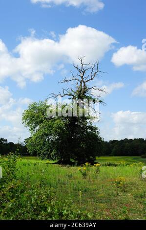 Ein toter Baum bringt Leben auf das Feld Stockfoto