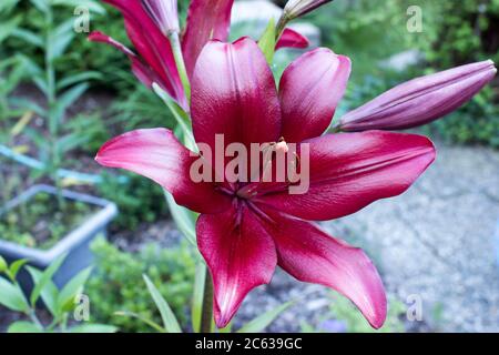 Dunkelrote lilium königliche königliche oder Königslilien im Garten Stockfoto