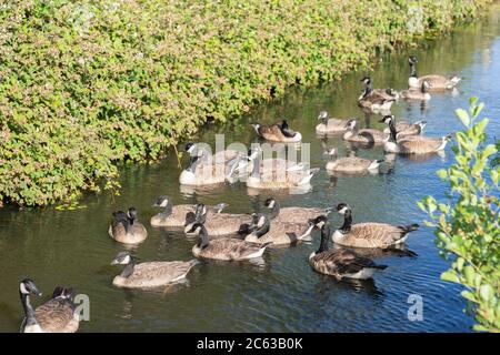 Flock of Canada Gänse, branta canadensis, einige mit Gänsen oder Junggänsen auf dem Wasser, Kanal, England Stockfoto