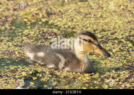 Mallard Entenküken auf Wasser Nahrungssuche innerhalb der Algen - Anas platyrhynchos, Wasservögel, Anatidae, Ente, Küken, jung, England Großbritannien Stockfoto