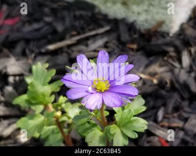 Hellblaue Balkan-Anemone-Blume (Anemone blanda) auch bekannt als griechische Windblume und Winterwindblume, auf einem verschwommenen Hintergrund. Stockfoto