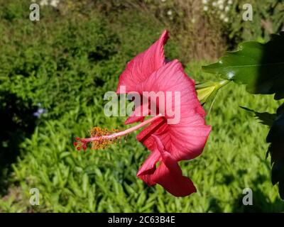 Chinesische Hibiskus (Hibiscus Rosa-Sinesis) Blume alias Hawaiian Hibiskus, Rose Malbe, und schwärze Pflanze, auf einem verschwommenen Hintergrund von grünen Blättern. Stockfoto