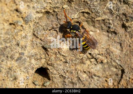 Langhornige Biene, Eucera longicornis Stockfoto