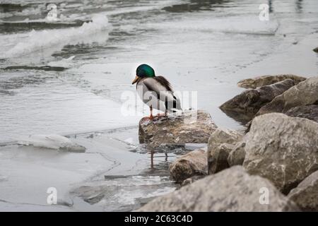 Mallard Ente steht auf einem Felsen am Ufer des gefrorenen Sees Stockfoto