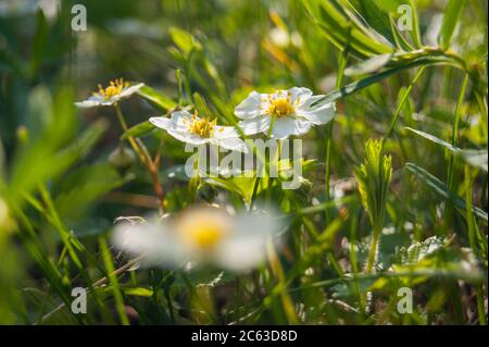 Fragaria vesca wird gemeinhin als wilde oder Waldbeerblüten bezeichnet Stockfoto