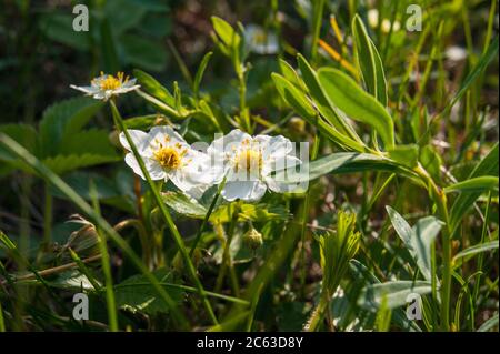 Fragaria vesca wird gemeinhin als wilde oder Waldbeerblüten bezeichnet Stockfoto