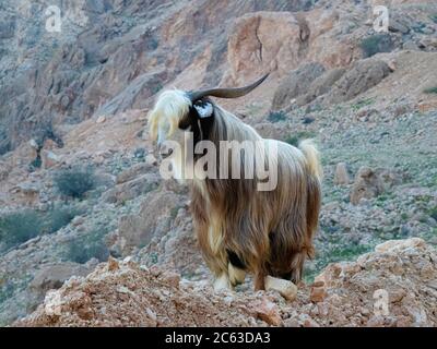 Ziege auf den Berghängen des Wadi Fins, Sultanat Oman.; Stockfoto