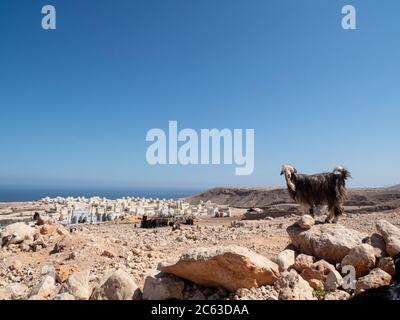 Ziege auf den Berghängen des Wadi Fins, Sultanat von Oman. Stockfoto