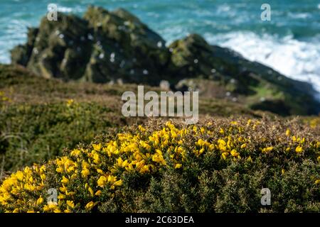 Ulex europaeus, gemeiner Gorse, Süd-devon Stockfoto