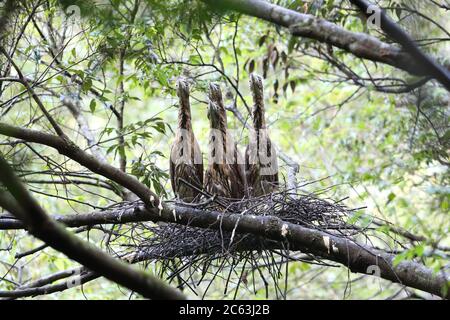 Japanischer Nachtreiher (Gorsachius goisagi) brütet in Japan Stockfoto