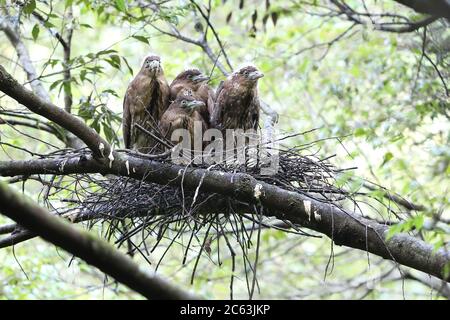 Japanischer Nachtreiher (Gorsachius goisagi) brütet in Japan Stockfoto