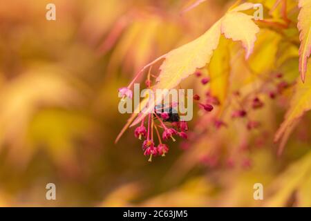 Draußen goldene Ahornblätter, close-up, Acer palmatum Stockfoto