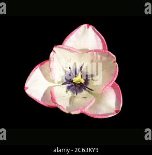 Weiße Tulpe mit rosa Kanten und lila Mitte. Isoliert, Draufsicht. Stockfoto