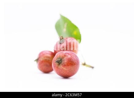 Kleine Äpfel auf einem Zweig. Isolierte Äpfel sind eine kleine Sorte von der Größe der Kirschen. Stockfoto