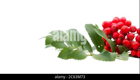 Rowan-Beere, Bergasche, Sorbus aucuparia, isoliert auf weißem Hintergrund. Aschezweig mit roten Beeren und grünen Blättern Stockfoto