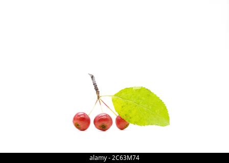 Die kleinen Äpfel auf dem Ast. Die isolierten sehr kleinen Äpfel von der Größe der Erbse. Stockfoto