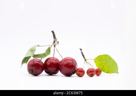 Kleine Äpfel auf einem Zweig. Isolierte Äpfel sind eine kleine Sorte von der Größe der Kirschen und der Erbsen. Stockfoto