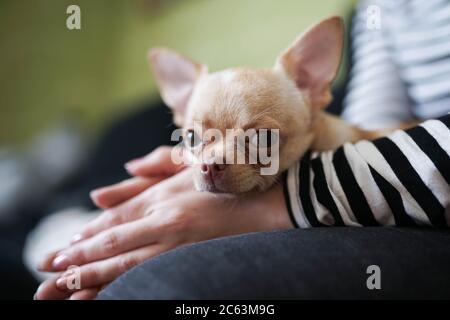 Hund liegt auf seinen Händen Stockfoto