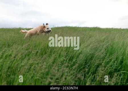 Flauschiger Hund läuft und springt durch das hohe Gras auf einem Feld. Stockfoto