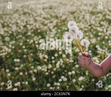Hand des Kindes, das einen Bund flauschiger Löwenzahn-Blumen in einem Feld hält. Stockfoto