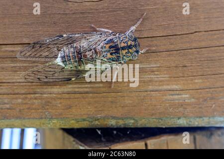 Detail einer mediterranen Zikade, Cicadidae, mit unfokussierten Hintergrund. Stockfoto