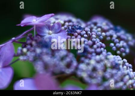 Violette und dunkelblaue Hortensienpflanze mit blühenden Blüten Stockfoto