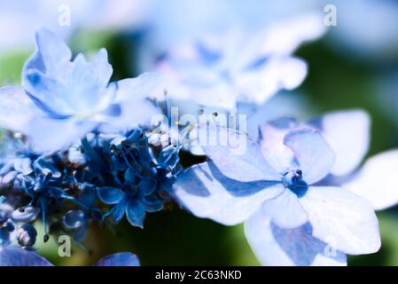 Baby blau rosa und dunkelblau Hortensien blüht Stockfoto