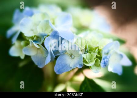 Blaue und gelbe Hortensien blühen Stockfoto