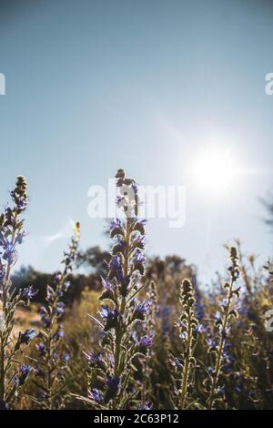 Schönheit Feld Blumen im Sommer Stockfoto