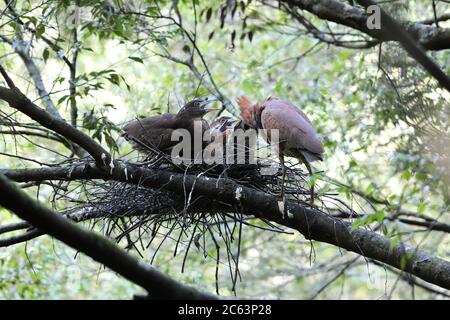 Japanischer Nachtreiher (Gorsachius goisagi) brütet in Japan Stockfoto