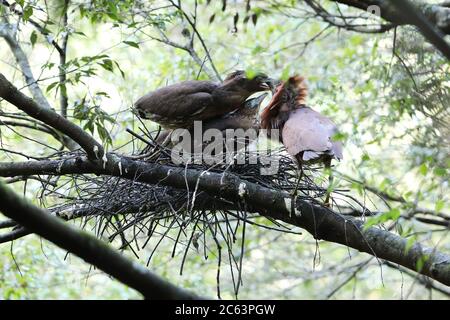 Japanischer Nachtreiher (Gorsachius goisagi) brütet in Japan Stockfoto