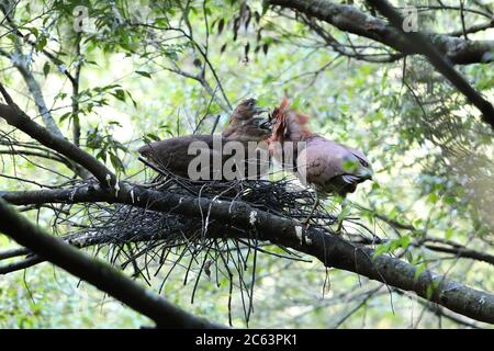 Japanischer Nachtreiher (Gorsachius goisagi) brütet in Japan Stockfoto