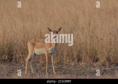 Schwarzbock (Antilope cervicapra). Stockfoto