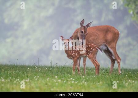 Der Weißschwanzhirsch krault an einem nebligen Sommermorgen auf einer Wiese sein Rehkrauthähnen. Stockfoto