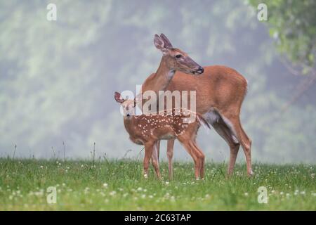 Der Weißschwanzhirsch krault an einem nebligen Sommermorgen auf einer Wiese sein Rehkrauthähnen. Stockfoto