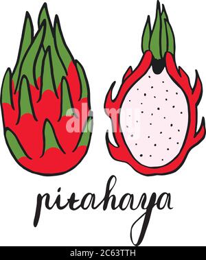 Drachenfrucht, ganz und halb. Vektorbild von Hand gemalt. Vektor Skizze pitahaya Stock Vektor