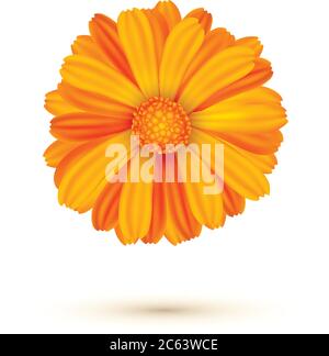 Vektordarstellung Calendula isoliert. Eine Ringelblume. Stock Vektor