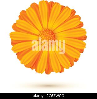 Vektordarstellung Calendula isoliert. Eine Ringelblume. Stock Vektor