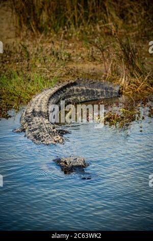 Große Alligator betritt Pool in Florida everglades Stockfoto