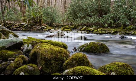 Little River rast im Frühjahr an Mossy-Felsbrocken vorbei Stockfoto