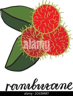 Drei reife rote Rambutanfrüchte, mit zwei grünen Blättern. Vektorbild von Hand gezeichnet. Vektorskizze Stock Vektor