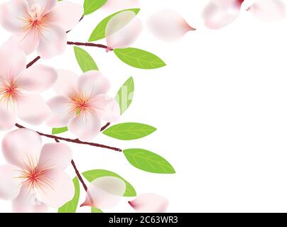Blumen, Zweige und Blätter von Sakura Hintergrund. Kirschblüten, fliegende Blütenblätter. Zweige mit grünen Blättern. Vektordarstellung auf transparentem Bac Stock Vektor